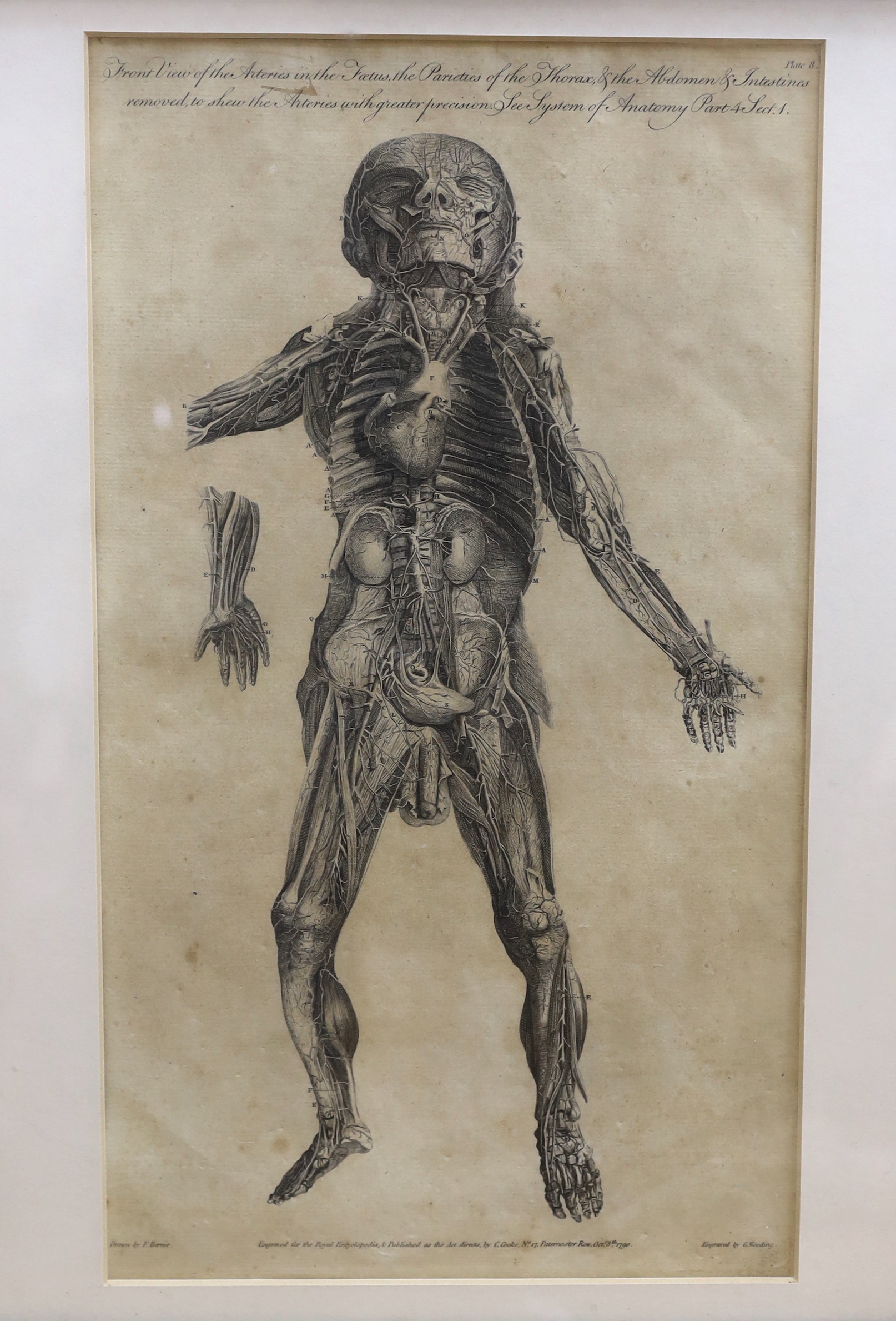 Six medical and anatomical 18th century engravings, including arteries with the muscles on the right side of the body and organs of sense, see, system of the anatomy, publ. by C. Cooke, various dates, each 36 x 21cm